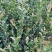 油茶杯苗基地大量供应优质高产嫁接油茶苗质量保证价格优惠