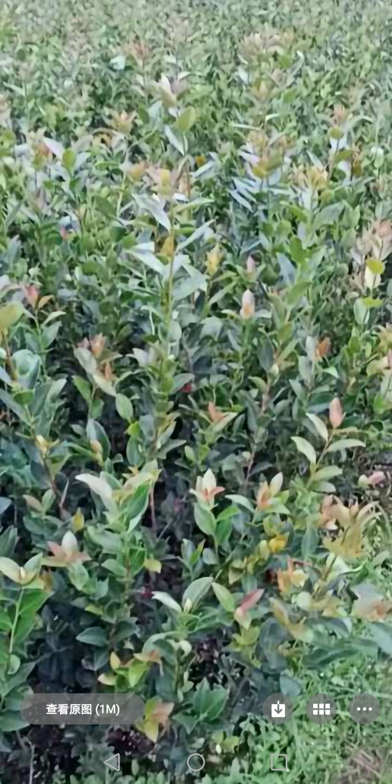 油茶杯苗基地大量供应优质高产嫁接油茶苗质量保证价格优惠