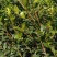 油茶杯苗基地大量供应优质高产嫁接油茶苗质量保证价格优惠