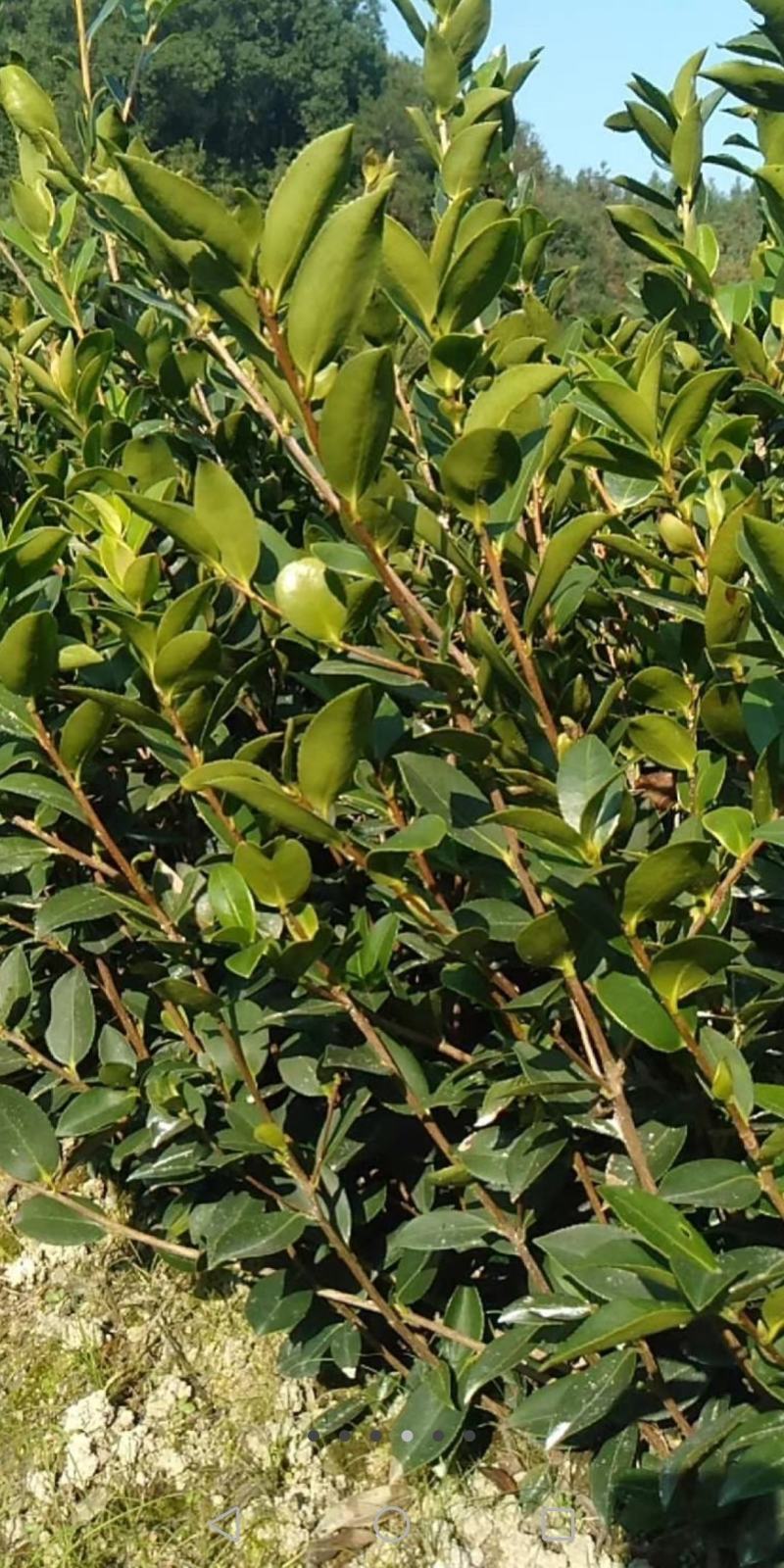 油茶杯苗基地大量供应优质高产嫁接油茶苗质量保证价格优惠