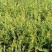 油茶杯苗基地大量供应优质高产嫁接油茶苗质量保证价格优惠