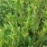 油茶杯苗基地大量供应优质高产嫁接油茶苗质量保证价格优惠