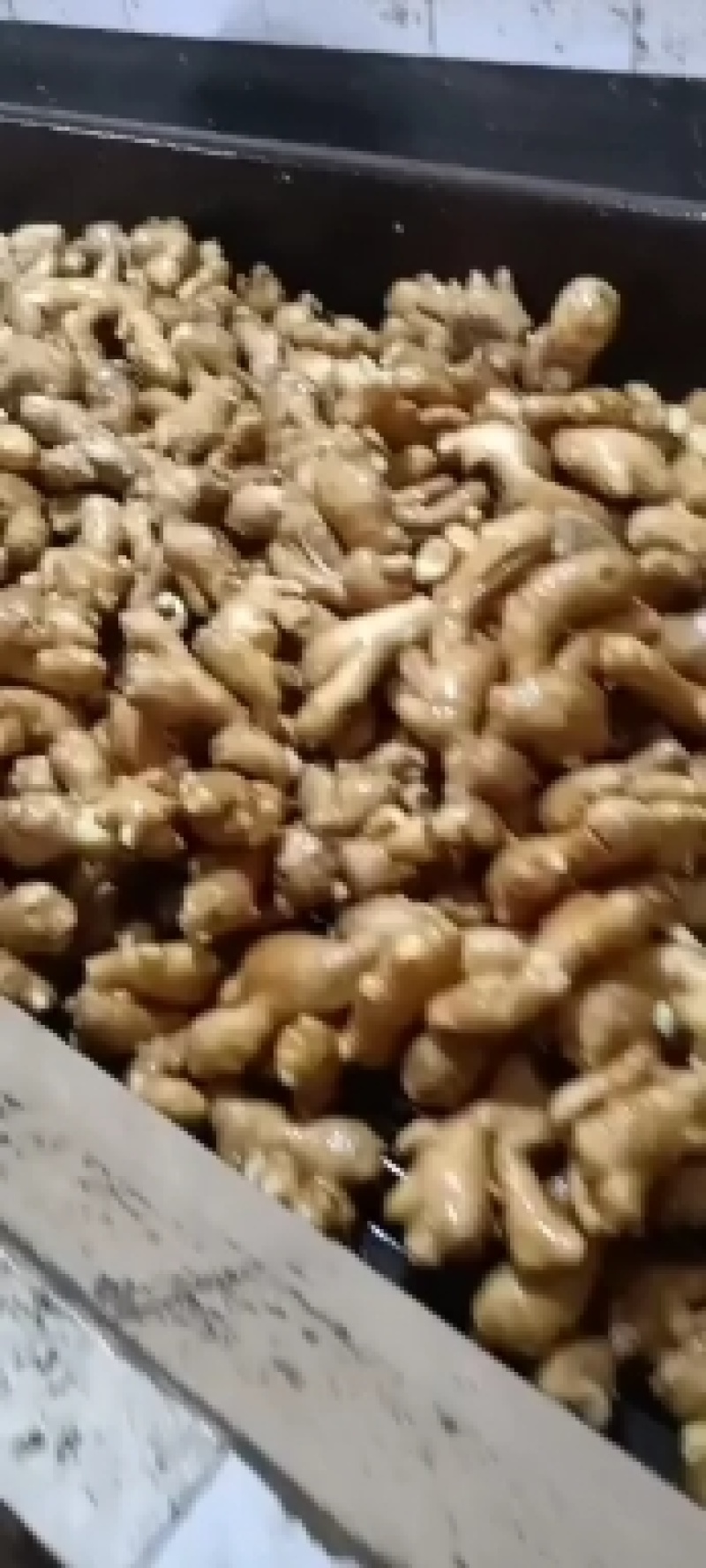 优质生姜种植基地产地直发可视频看货可发车质量好价格低