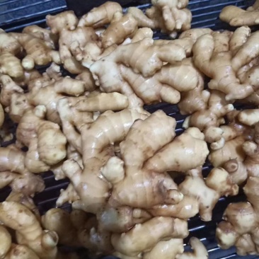 优质生姜种植基地产地直发可视频看货可发车质量好价格低