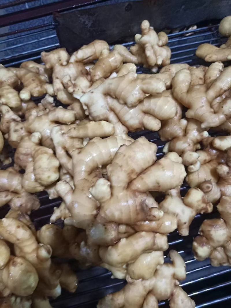 优质生姜种植基地产地直发可视频看货可发车质量好价格低