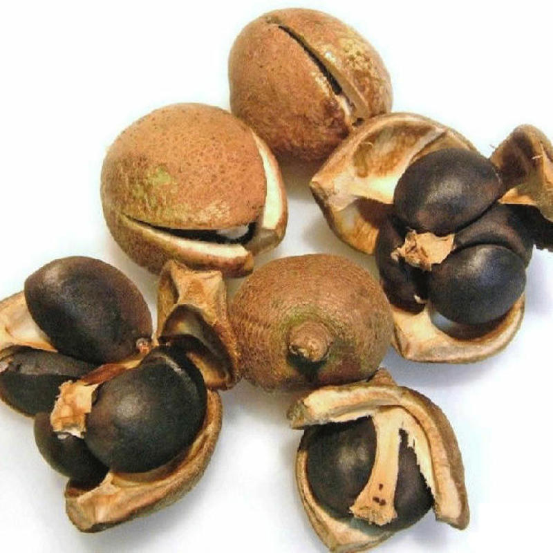油茶苗一元5/株开良种证
