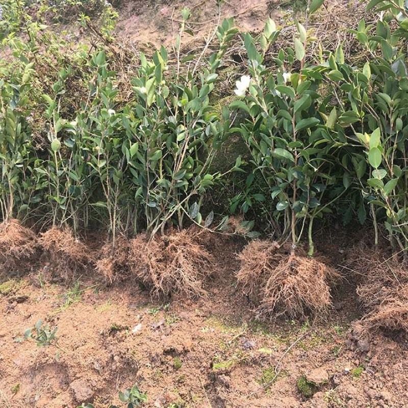 油茶苗一元5/株开良种证