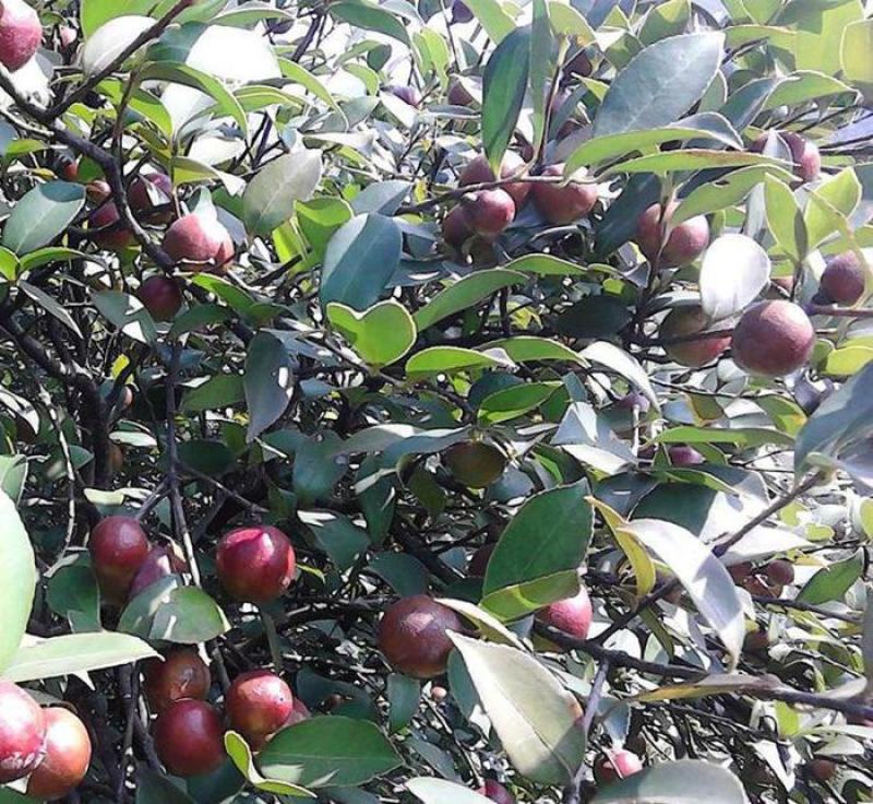 油茶苗一元5/株开良种证