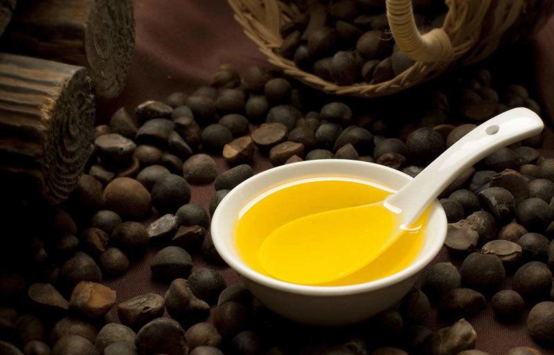 油茶苗一元5/株开良种证