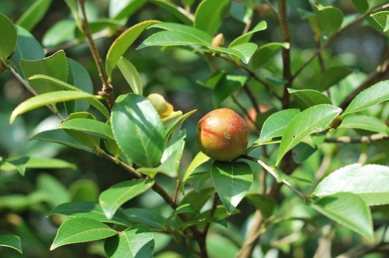 油茶苗一元5/株开良种证