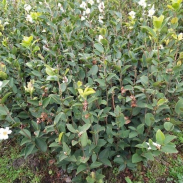 油茶苗一元5/株开良种证
