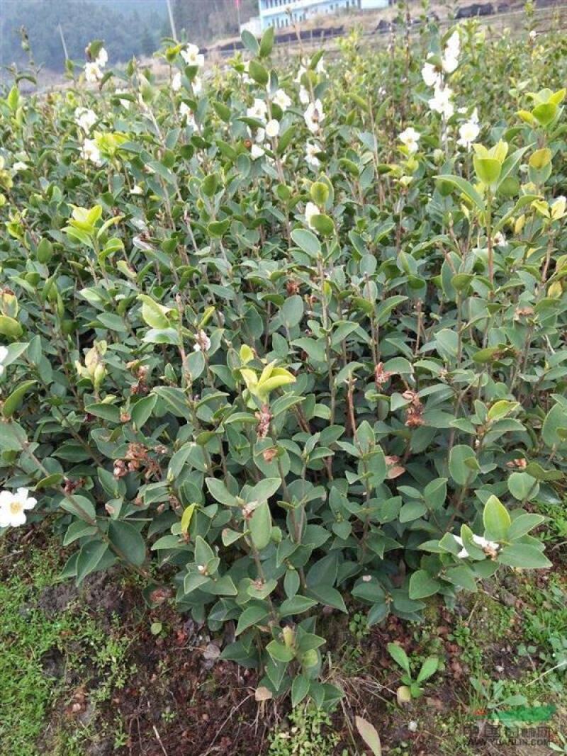 油茶苗一元5/株开良种证