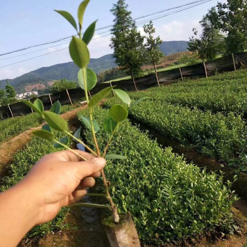 油茶苗一元5/株开良种证