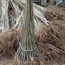 大红袍板栗苗，泰山薄壳板栗苗价格，嫁接板栗苗视频看货