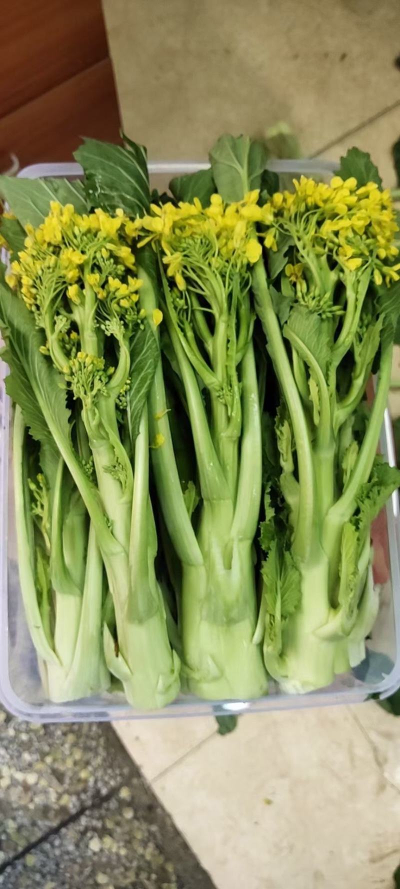 有货正宗增城迟菜心精品30公分净重5斤货真价实