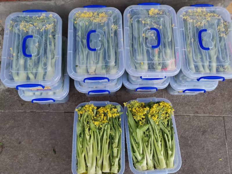 有货正宗增城迟菜心精品30公分净重5斤货真价实