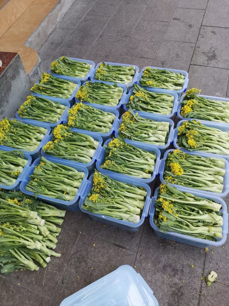 有货正宗增城迟菜心精品30公分净重5斤货真价实