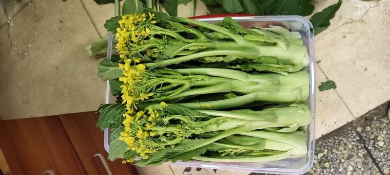 有货正宗增城迟菜心精品30公分净重5斤货真价实