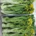 有货正宗增城迟菜心精品30公分净重5斤货真价实