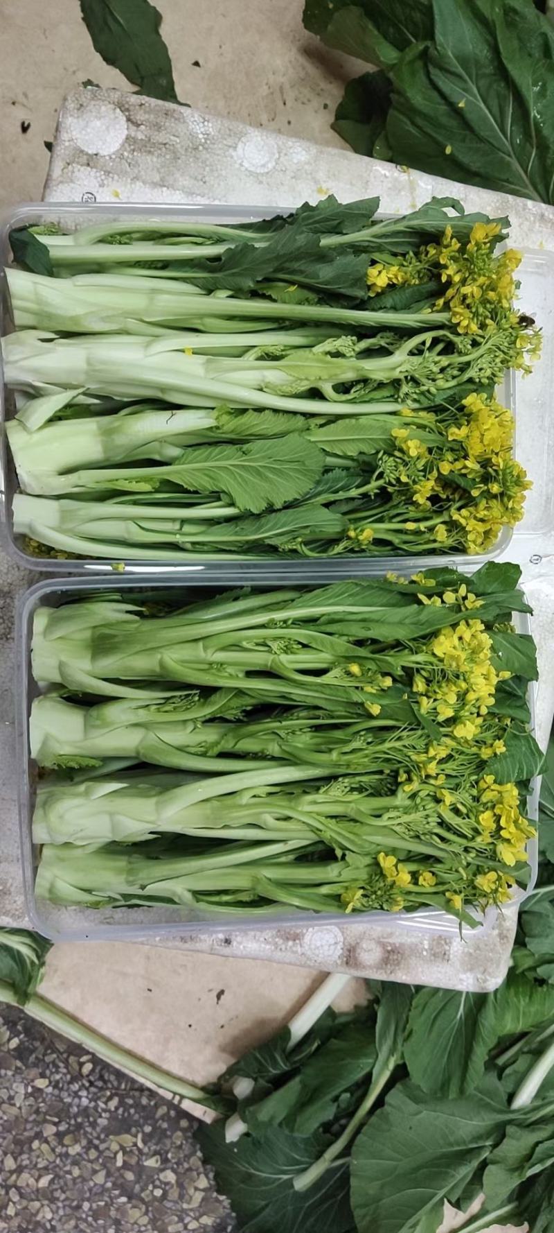 有货正宗增城迟菜心精品30公分净重5斤货真价实