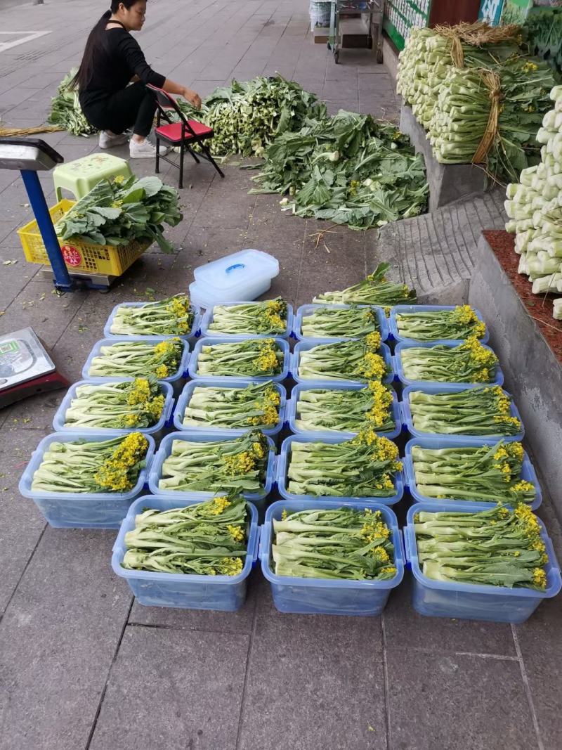 有货正宗增城迟菜心精品30公分净重5斤货真价实