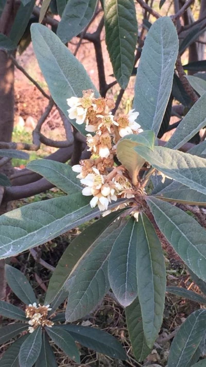 冬蜜枇杷蜜蜂场直供