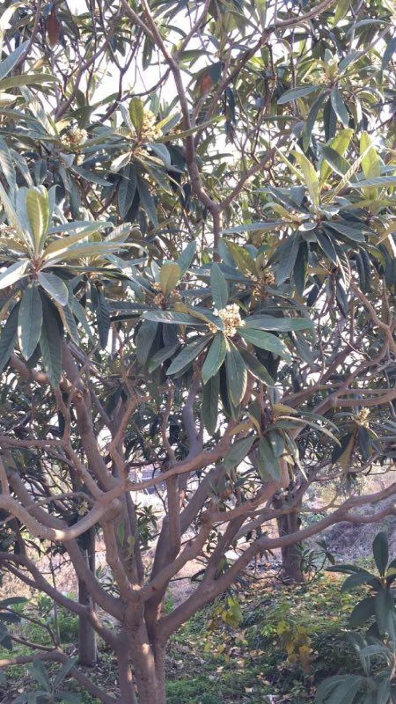 冬蜜枇杷蜜蜂场直供
