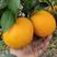 正宗纽荷尔脐橙苗保质保量基地直销免费指导种植技术