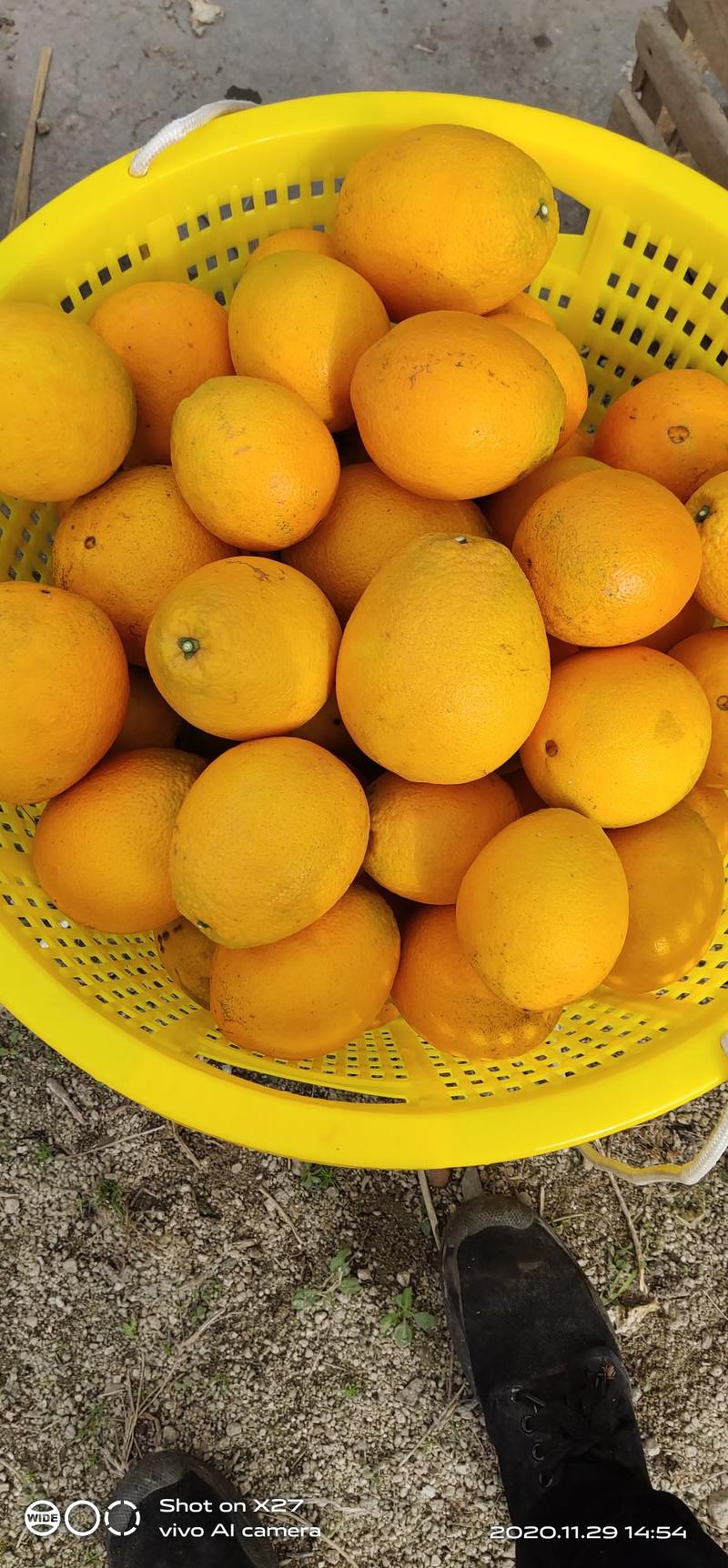 正宗纽荷尔脐橙苗保质保量基地直销免费指导种植技术