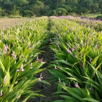 白芨鲜货干货都有，产地直销，物美价廉