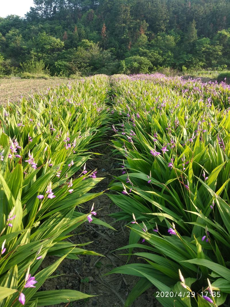 白芨鲜货干货都有，产地直销，物美价廉