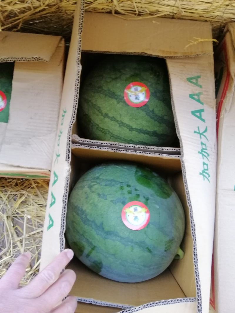 花皮无籽西瓜8斤打底8成熟1茬，口感很好，含糖量高