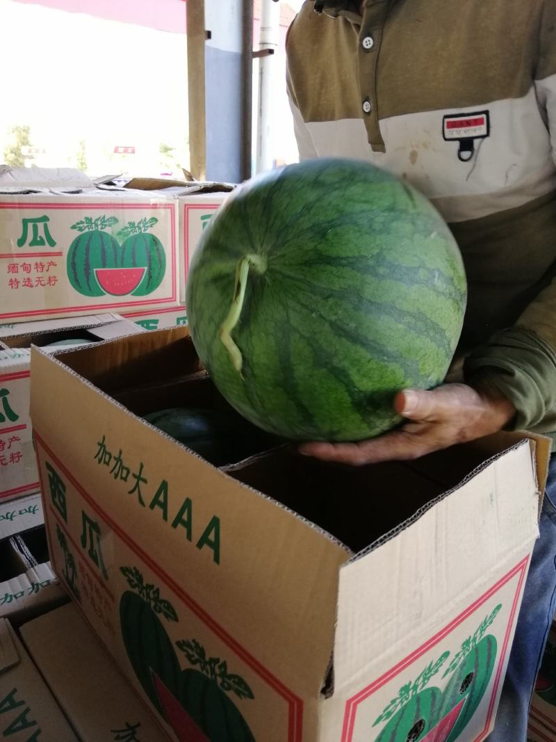 花皮无籽西瓜8斤打底8成熟1茬，口感很好，含糖量高