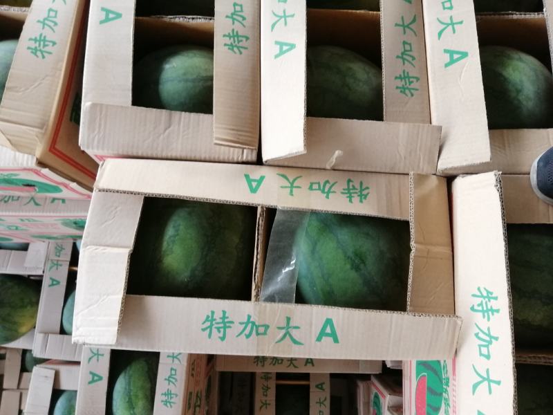 花皮无籽西瓜8斤打底8成熟1茬，口感很好，含糖量高