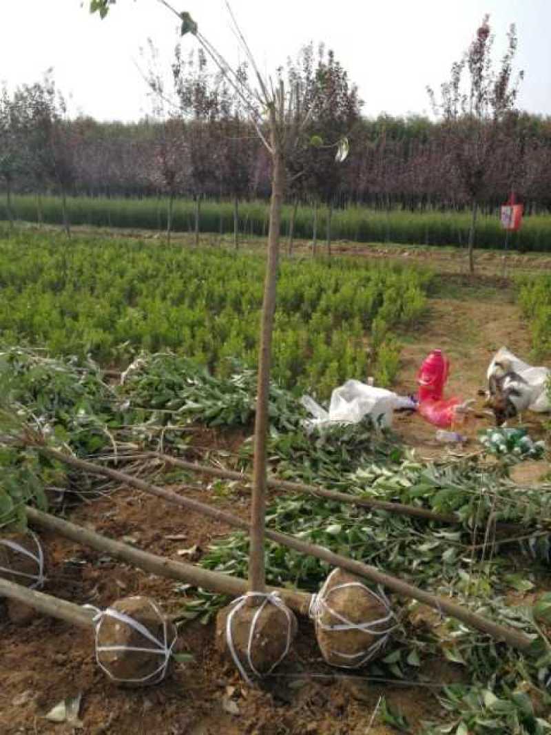 四季常青高杆女贞树苗南方北方种植女贞树苗庭院地栽