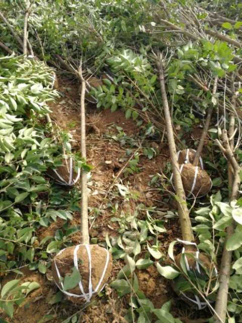 四季常青高杆女贞树苗南方北方种植女贞树苗庭院地栽