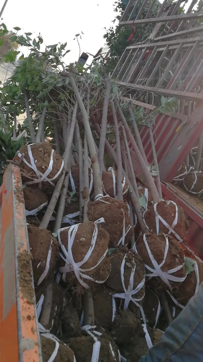 四季常青高杆女贞树苗南方北方种植女贞树苗庭院地栽