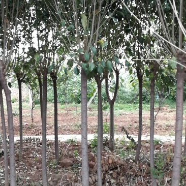 四季常青高杆女贞树苗南方北方种植女贞树苗庭院地栽