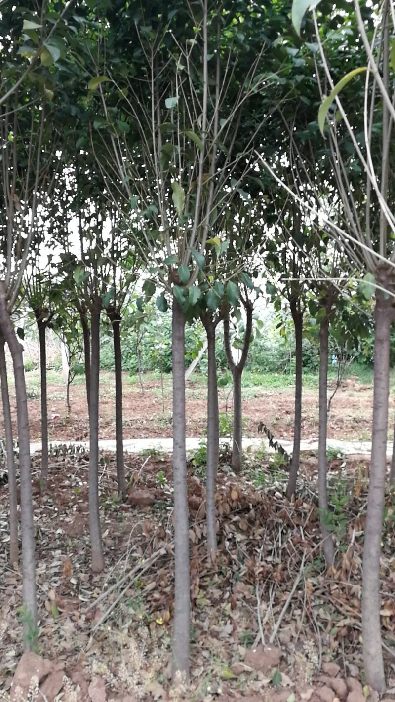 四季常青高杆女贞树苗南方北方种植女贞树苗庭院地栽