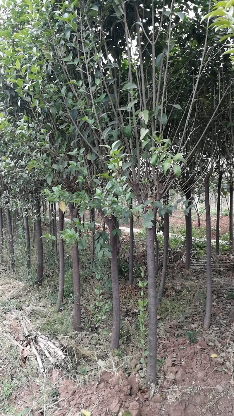 四季常青高杆女贞树苗南方北方种植女贞树苗庭院地栽