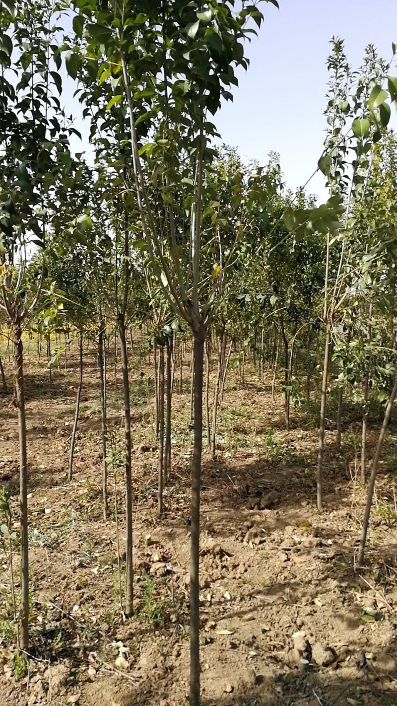四季常青高杆女贞树苗南方北方种植女贞树苗庭院地栽