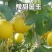 云南黄河蜜甜瓜产地直销口感香甜3斤以上