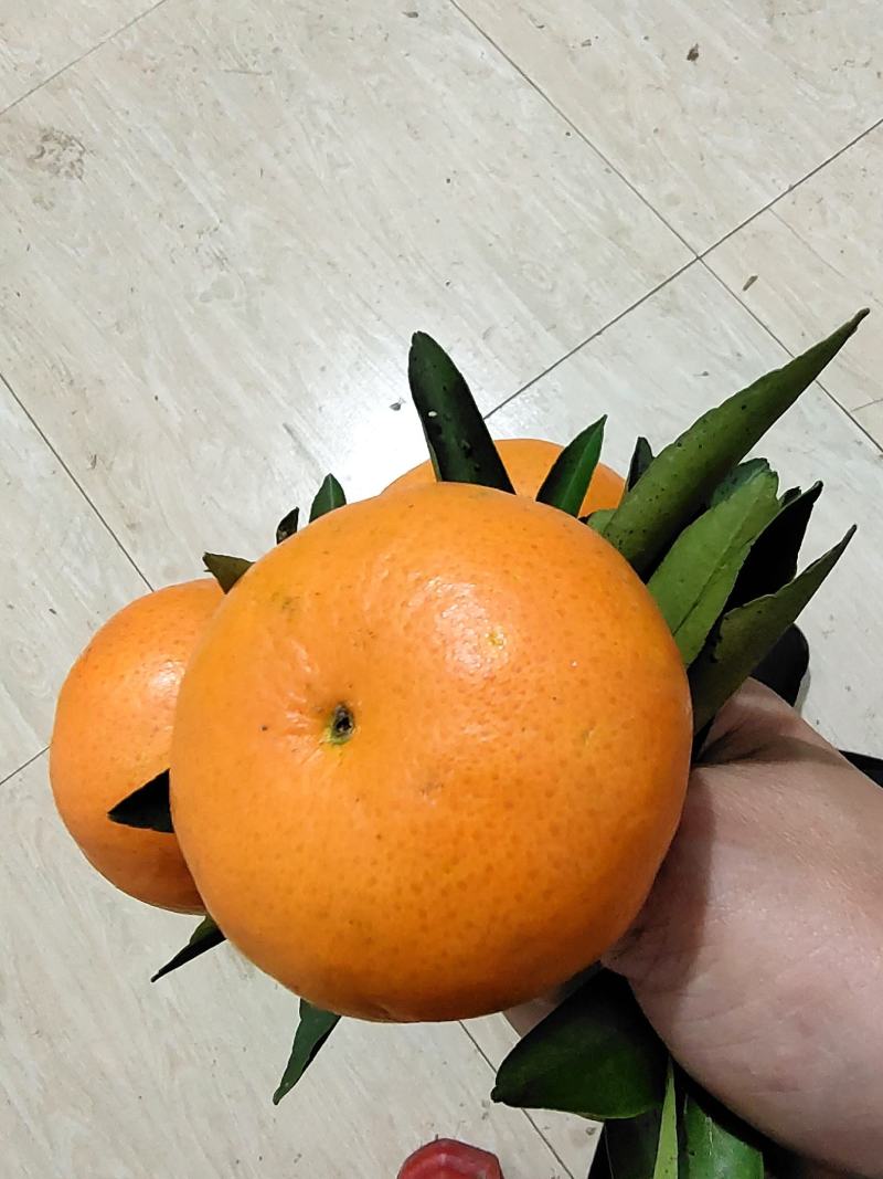 （沃柑）产地货源，皮薄肉厚口感甜，现摘现卖，挂树鲜果