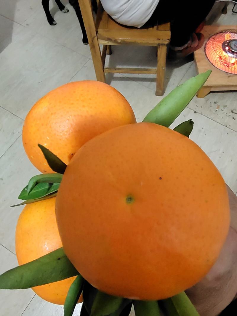 （沃柑）产地货源，皮薄肉厚口感甜，现摘现卖，挂树鲜果