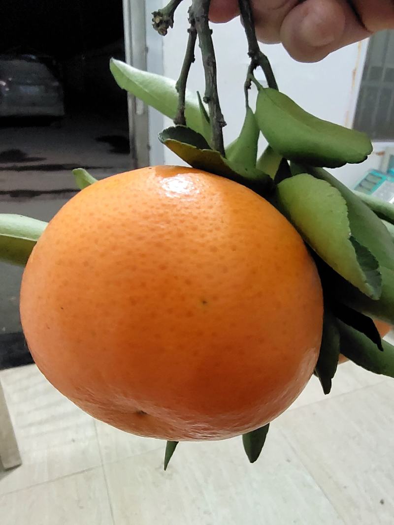 （沃柑）产地货源，皮薄肉厚口感甜，现摘现卖，挂树鲜果