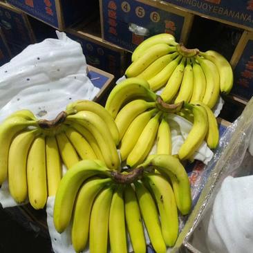 精品特价金黄香蕉全国发货单价1元1斤