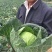 结球甘蓝种子佳美特春秋型甘蓝包菜种子耐裂翠绿色莲花白种