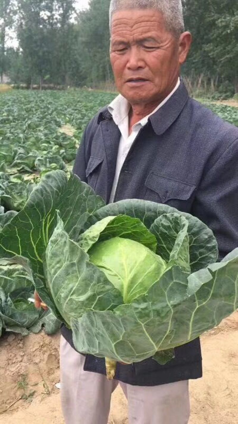 结球甘蓝种子佳美特春秋型甘蓝包菜种子耐裂翠绿色莲花白种