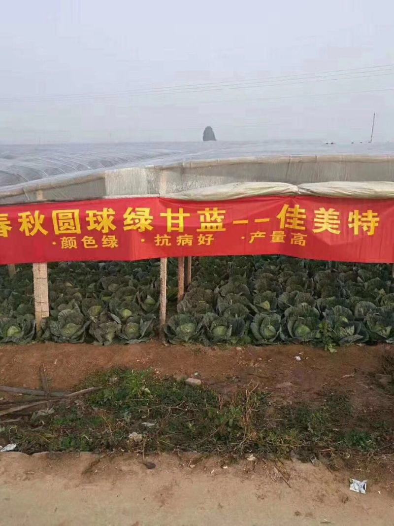 结球甘蓝种子佳美特春秋型甘蓝包菜种子耐裂翠绿色莲花白种
