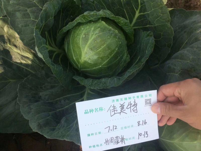 结球甘蓝种子佳美特春秋型甘蓝包菜种子耐裂翠绿色莲花白种